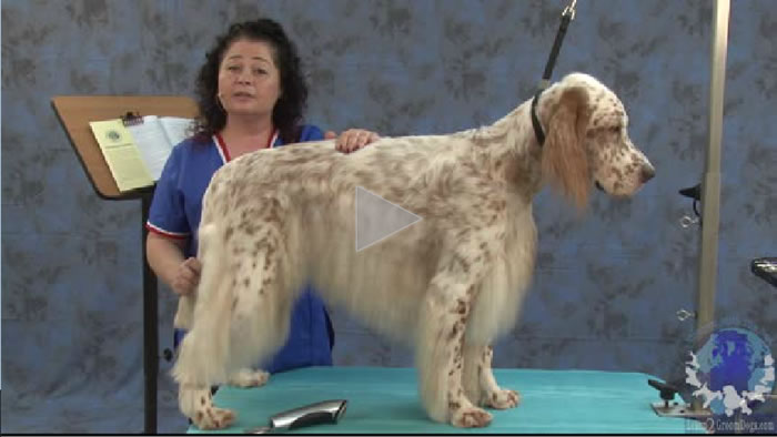 Grooming Show Eng Setter 