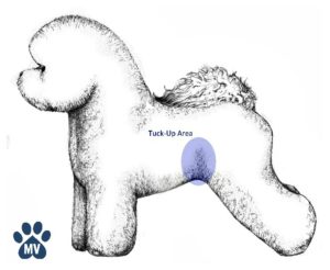 How to Set a Tuck-Up - Learn2GroomDogs
